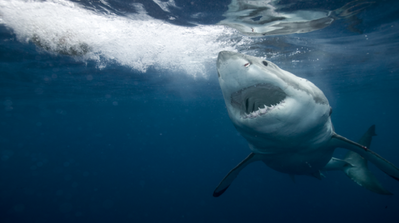 هل تزداد شراهة أسماك القرش على التهام البشر؟